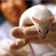 Illustration for article titled Mice Can Synthesize Their Own Morphine
